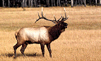 Elk - photo by David Pullin